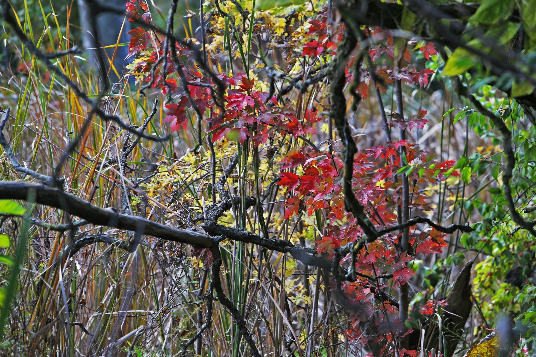 Fall Arrives in the St. Louis region